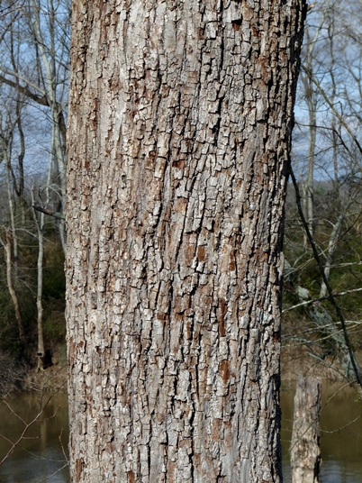 {Tilia heterophylla}